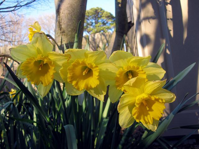 St David's Day Quiz 2018